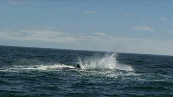 2010: Moby Dick (2010) download
