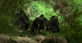 A Gorilla Story: Told by David Attenborough (2026) download