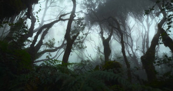 A Gorilla Story: Told by David Attenborough (2026) download