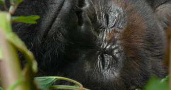 A Gorilla Story: Told by David Attenborough (2026) download