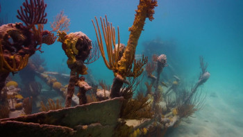 A Toast to Love (2024) download