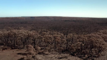 After the Wildfires (2020) download