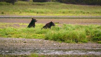 Alaskan Summer (2017) download