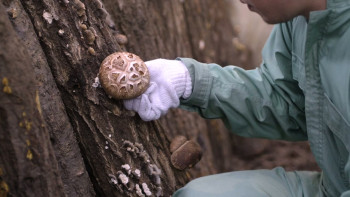 Almost Coming, Almost Dying (2017) download