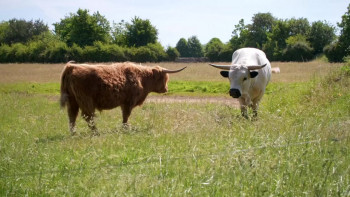 Anne: The Princess Royal at 70 (2020) download