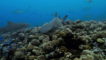 Attack of the Samurai Sharks (2026) download