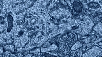 Aware: Glimpses of Consciousness (2021) download