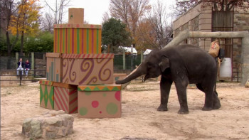 Baby New at the Zoo (2007) download