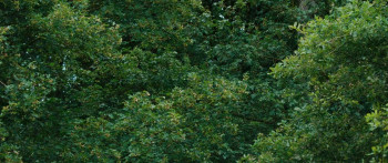 Bambi: A Tale of Life in the Woods (2024) download