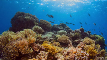 Beyond the Reef (2022) download