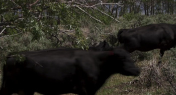 Bitterbrush (2021) download