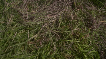 Blood Barn (2025) download