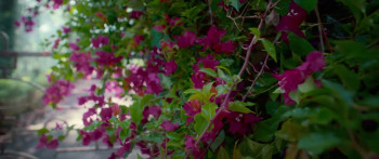 Bougainvillea (2024) download