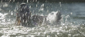 Bull Shark 3 (2024) download