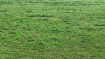 Cheetahs Up Close with Bertie Gregory (2026) download