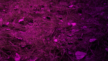 Crawlies (2023) download