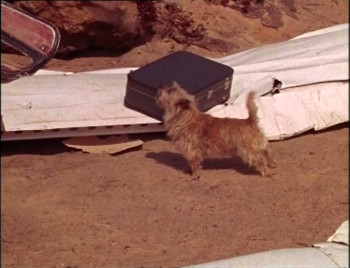 Dirkie (1969) download