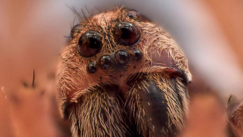 Doctor Death (2022) download