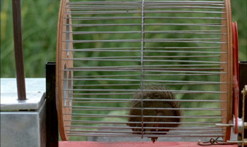 Don't Take God's Children for Wild Geese (1968) download