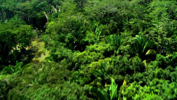 Dragon Wasps (2012) download