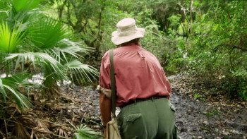 Dragon Wasps (2012) download