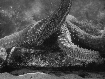 Gallagher: An Uncensored Evening (1981) download