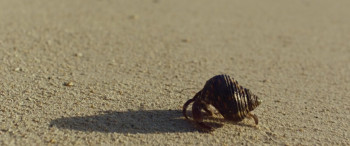 Gary of the Pacific (2017) download