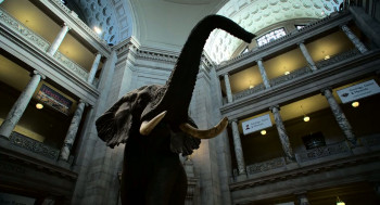 Ghost Elephants (2025) download