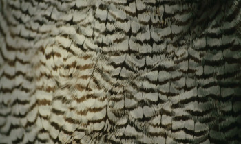 H Is for Hawk (2025) download