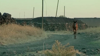 Iki Dil Bir Bavul (2008) download