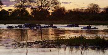 Into the Okavango (2018) download