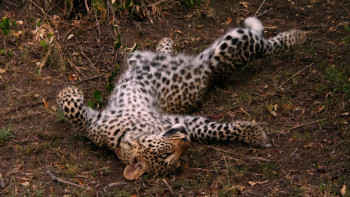 Jade Eyed Leopard (2020) download