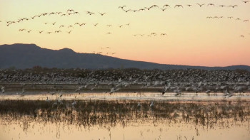 Kiss of a Rose (2023) download