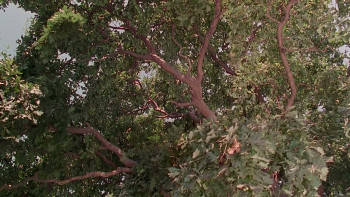 Korkuyorum Anne (2004) download
