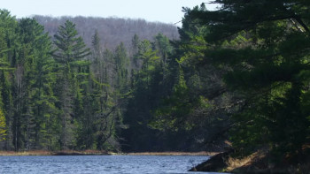 Loons: A Cry from the Mist (2022) download