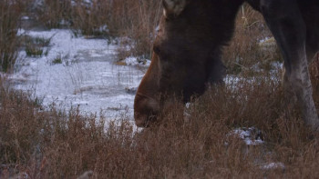 Loons: A Cry from the Mist (2022) download