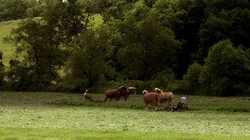 Love Finds You in Sugarcreek (2014) download