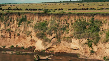 Migrations: The Big Swim (2020) download