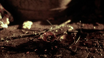 Mimic: Sentinel (2003) download