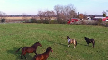 Mustang Saviors (2020) download