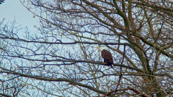 Nature Season of the Osprey (2021) download