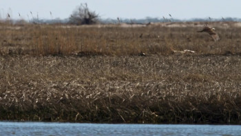 Nature Season of the Osprey (2021) download