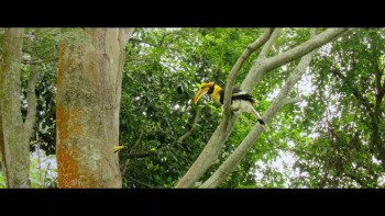 Nilgiris: A Shared Wilderness (2024) download