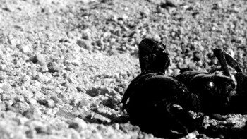 Nobody Walks (2012) download