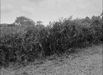 Okiku and the World (2023) download