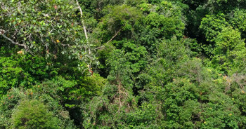 Orangutan (2026) download