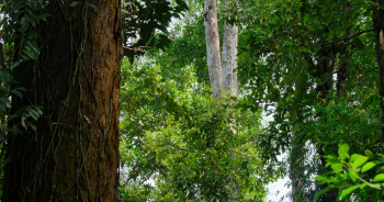 Orangutan (2026) download