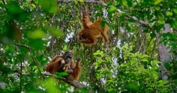 Orangutan (2026) download