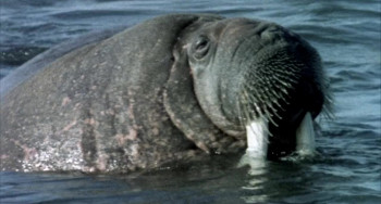 Orion's Belt (1985) download