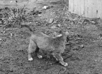 Our Gang (1922) download